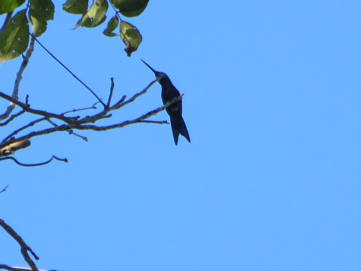 Colibrí de Barbijo - ML64178891