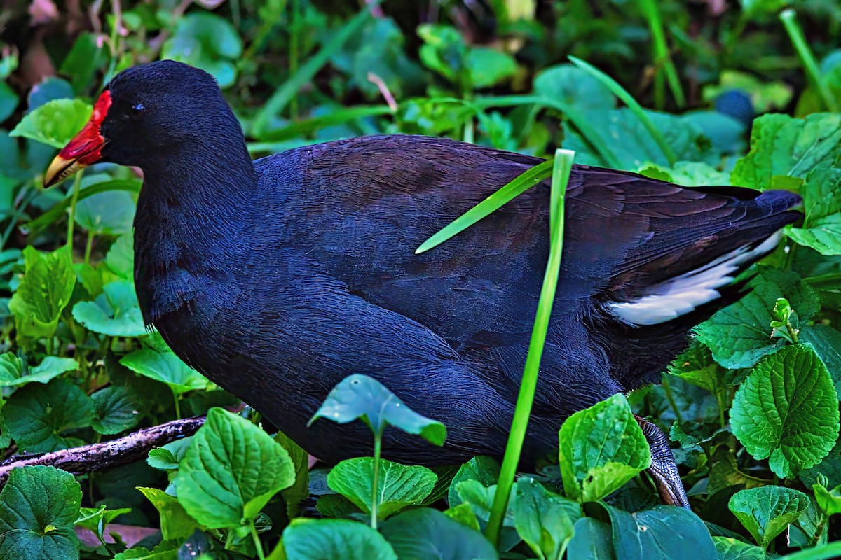 Dusky Moorhen - ML641788964