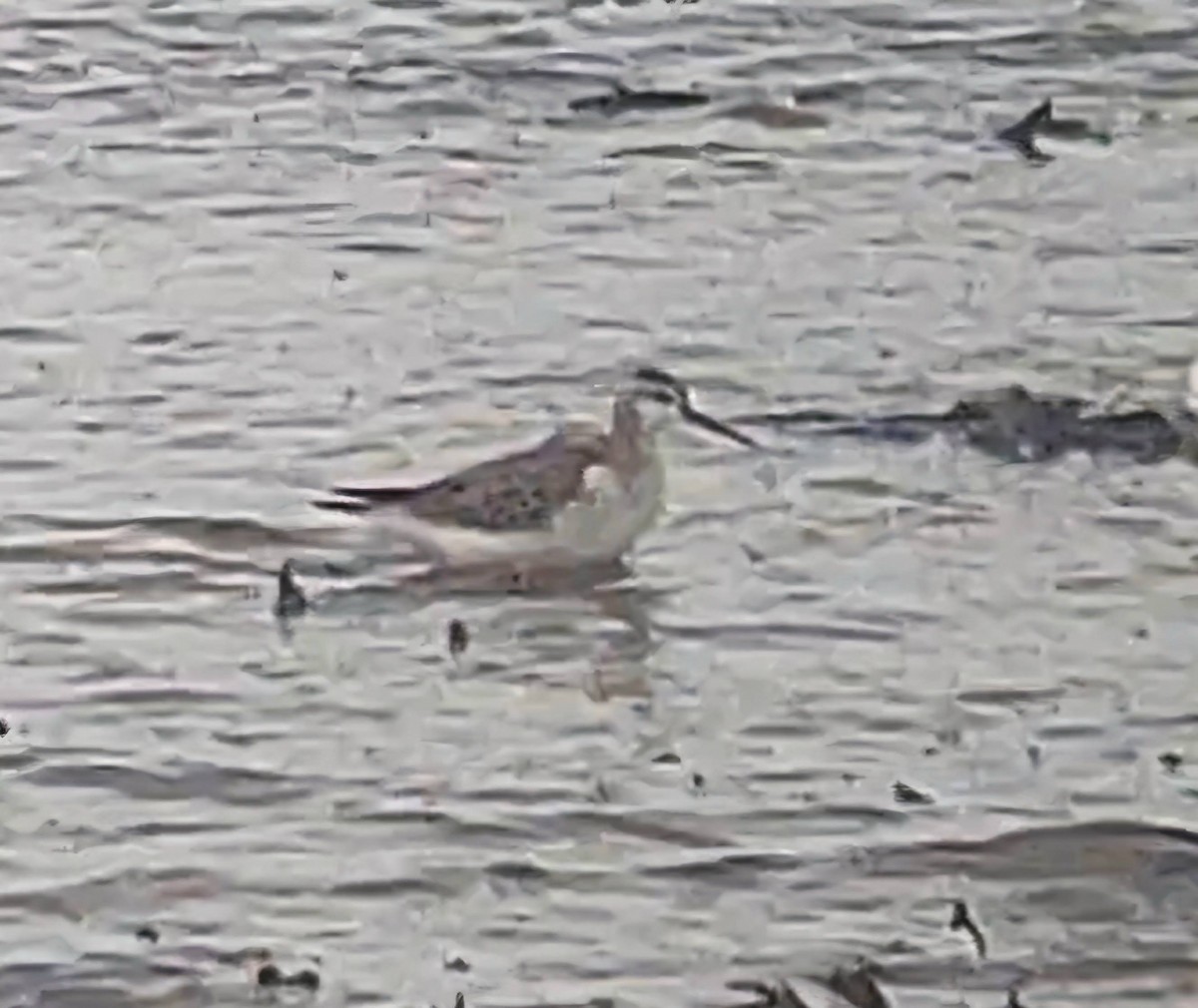 Wilson's Phalarope - ML641788969