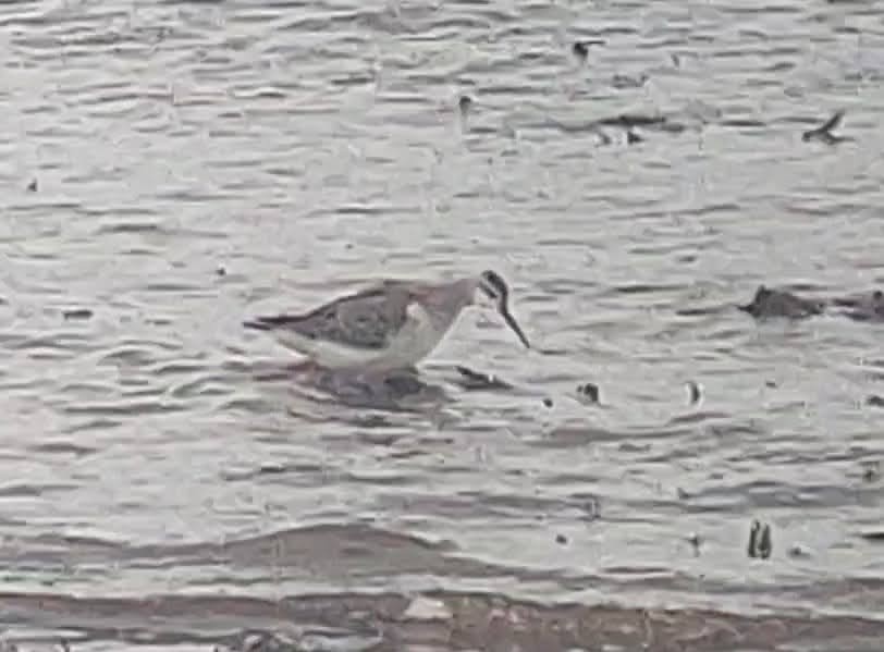 Wilson's Phalarope - ML641788970