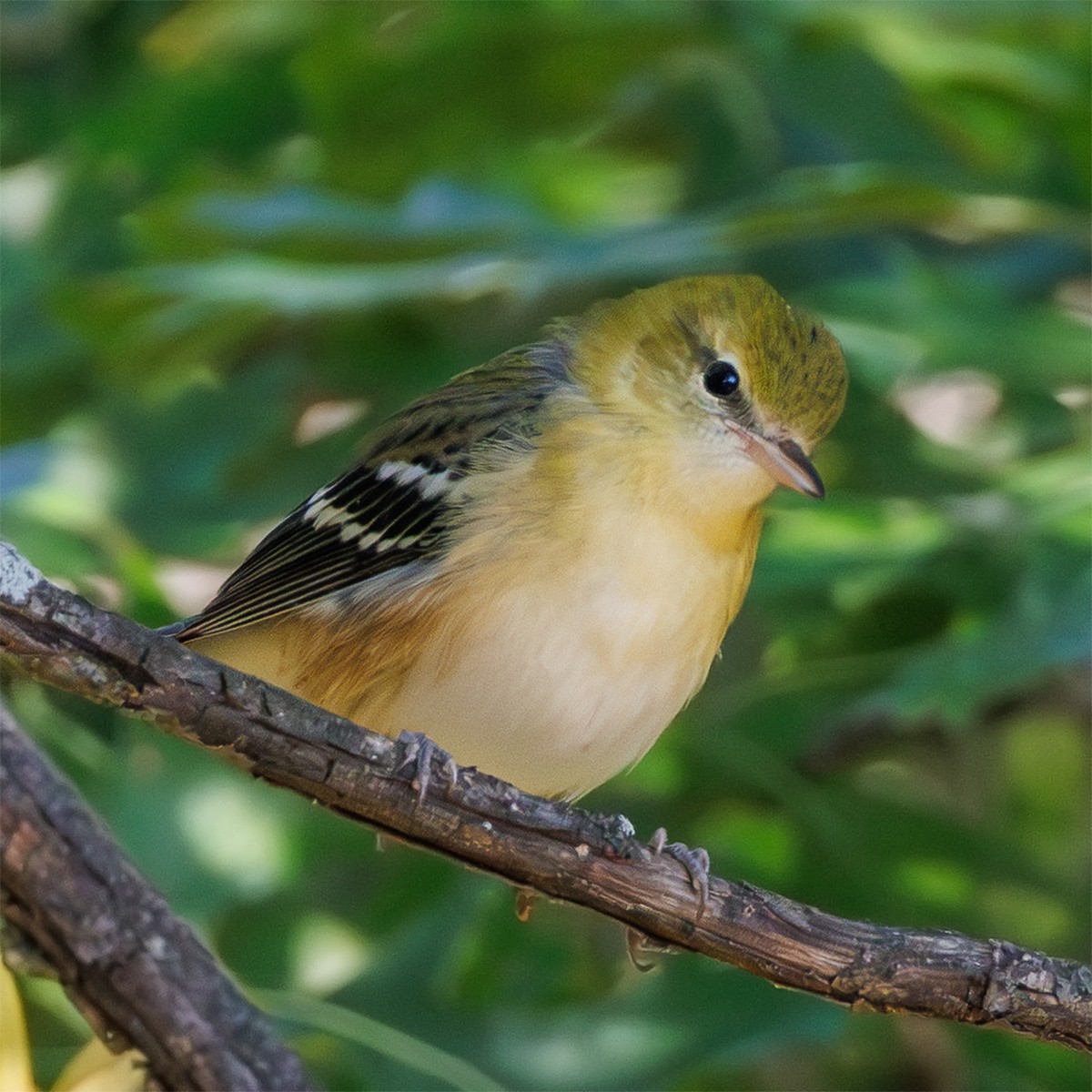 Bay-breasted Warbler - ML641788971