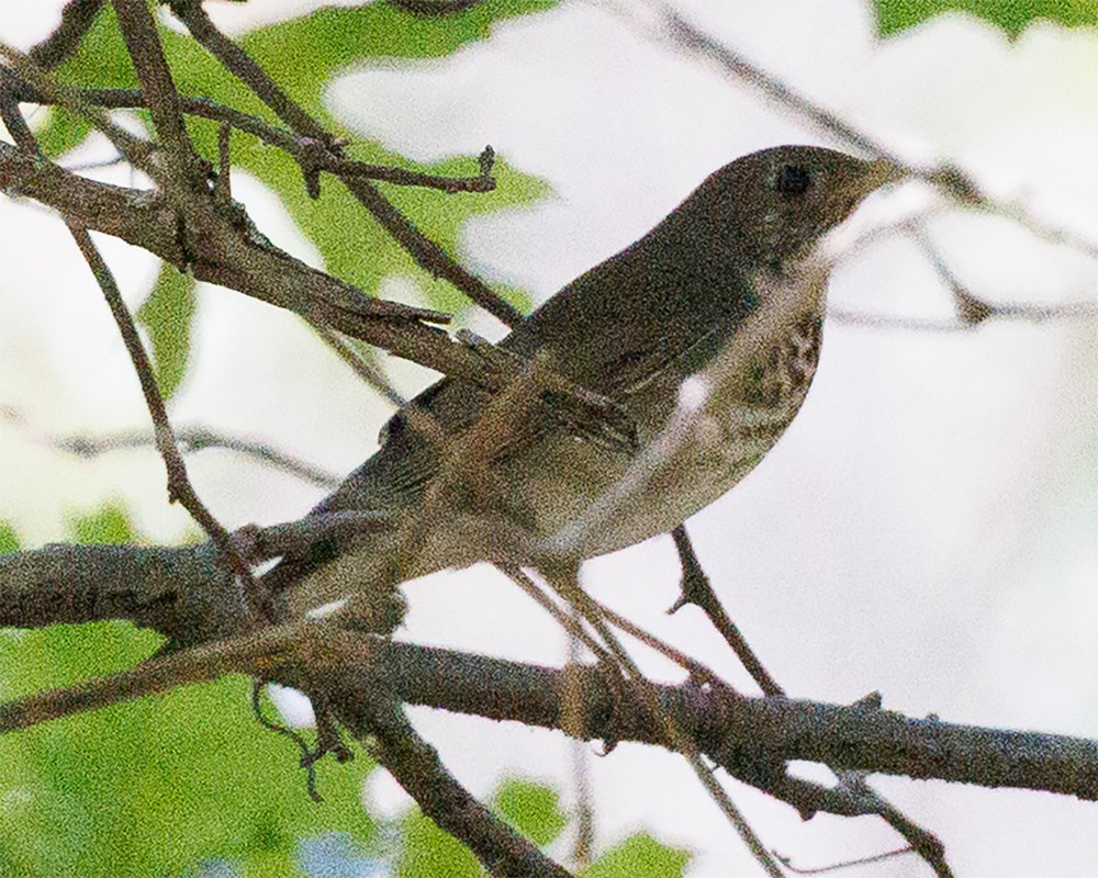 Gray-cheeked Thrush - ML641788980