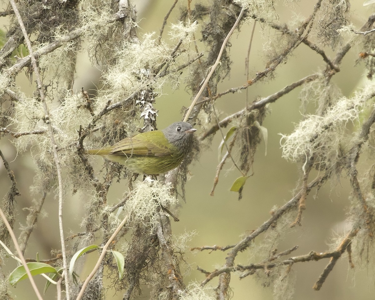 Streak-necked Flycatcher - ML641789013