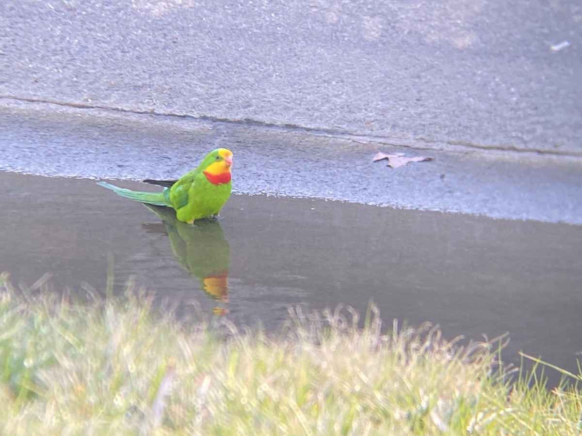 Superb Parrot - ML641789020