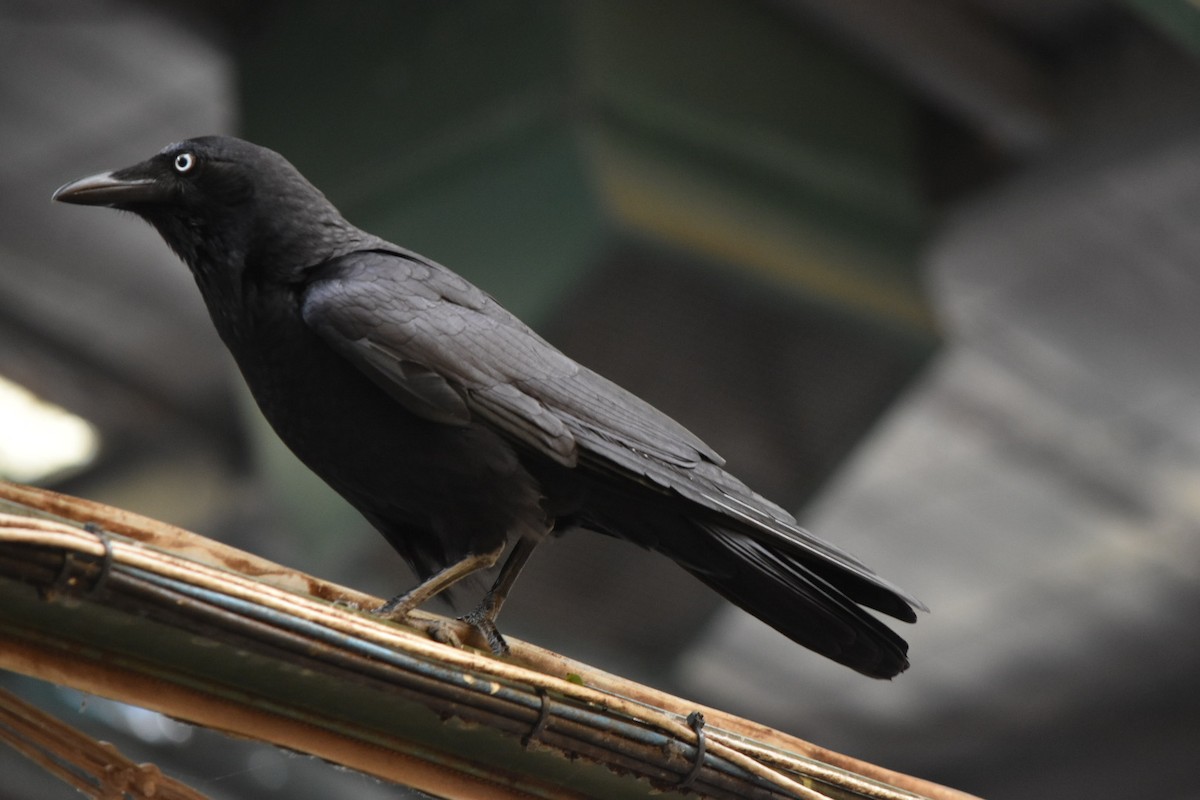 Torresian Crow - ML641789035
