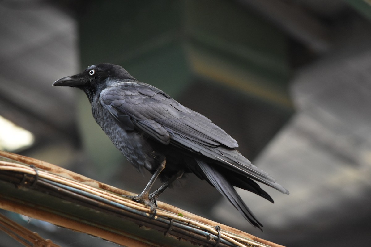 Torresian Crow - ML641789036