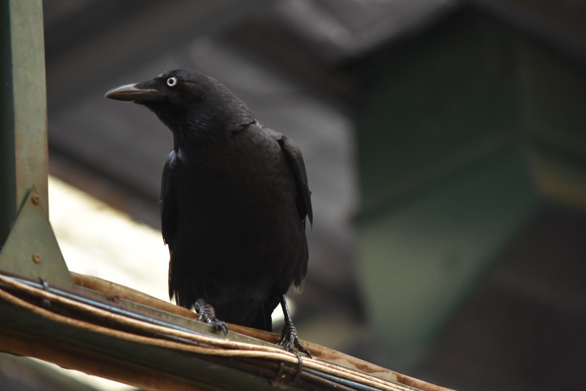 Torresian Crow - ML641789037
