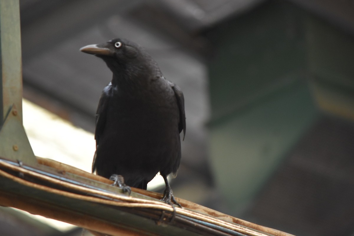 Torresian Crow - ML641789038