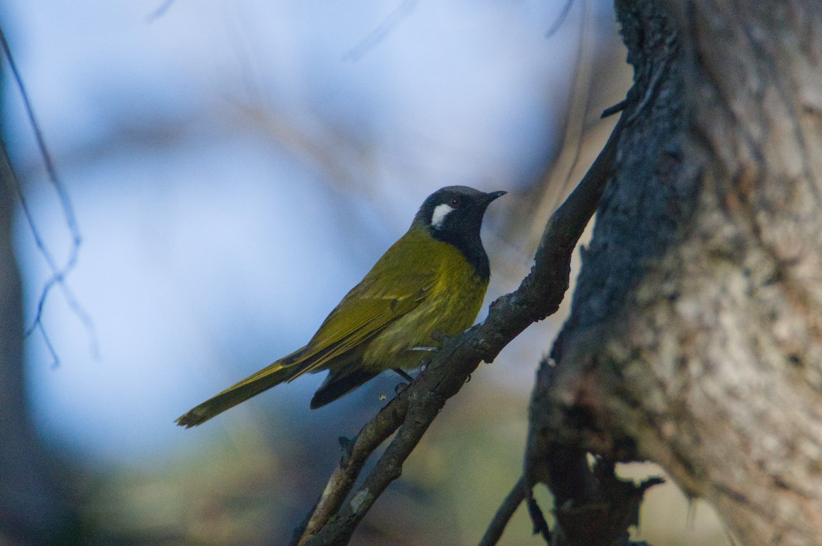 White-eared Honeyeater - ML641789057