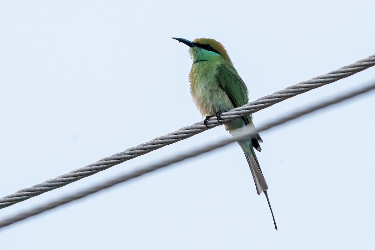 Asian Green Bee-eater - ML641789063