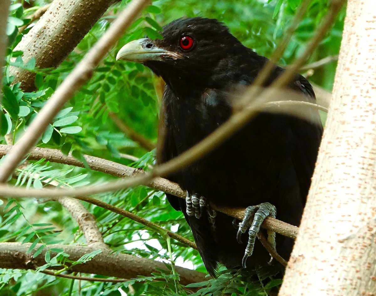 Asian Koel - ML641789066