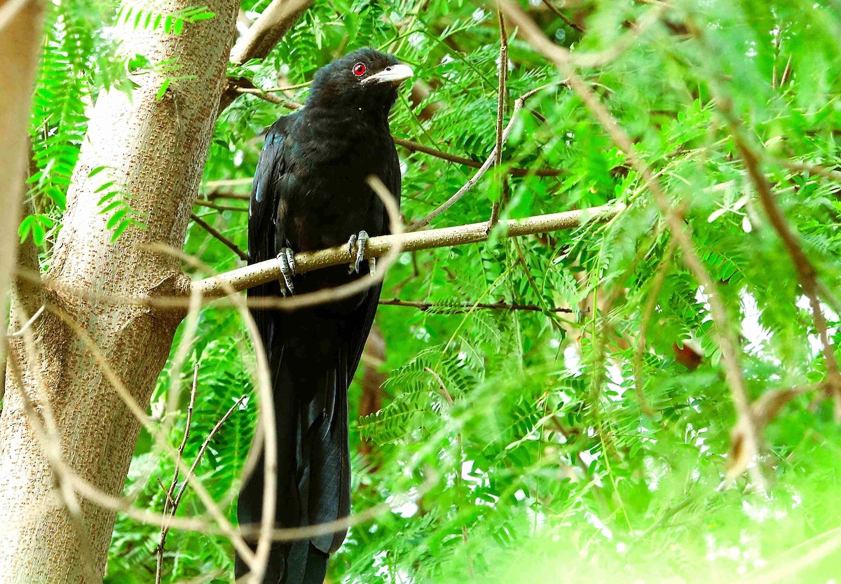 Asian Koel - ML641789068