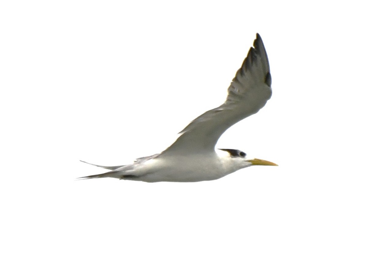 Great Crested Tern - ML641789069