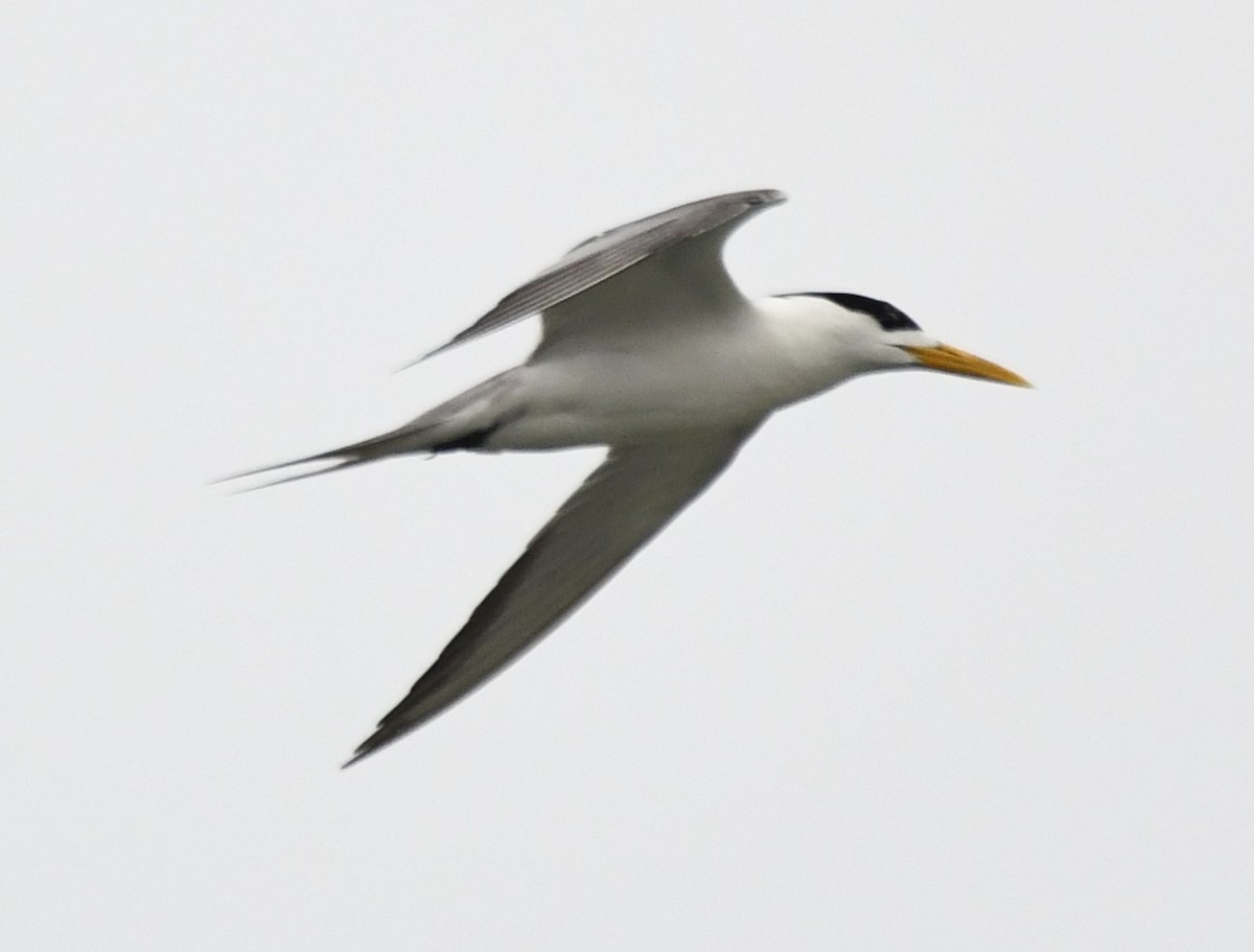 Great Crested Tern - ML641789071