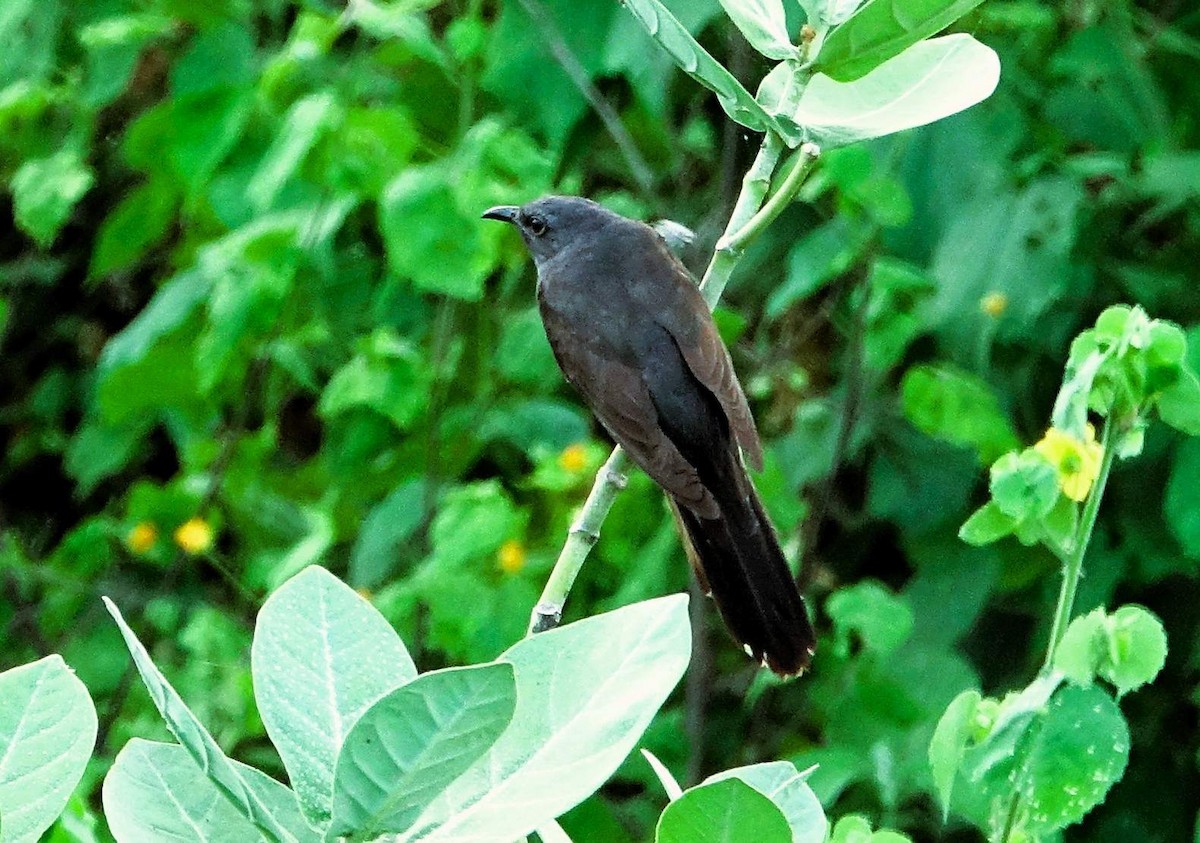 Gray-bellied Cuckoo - ML641789073