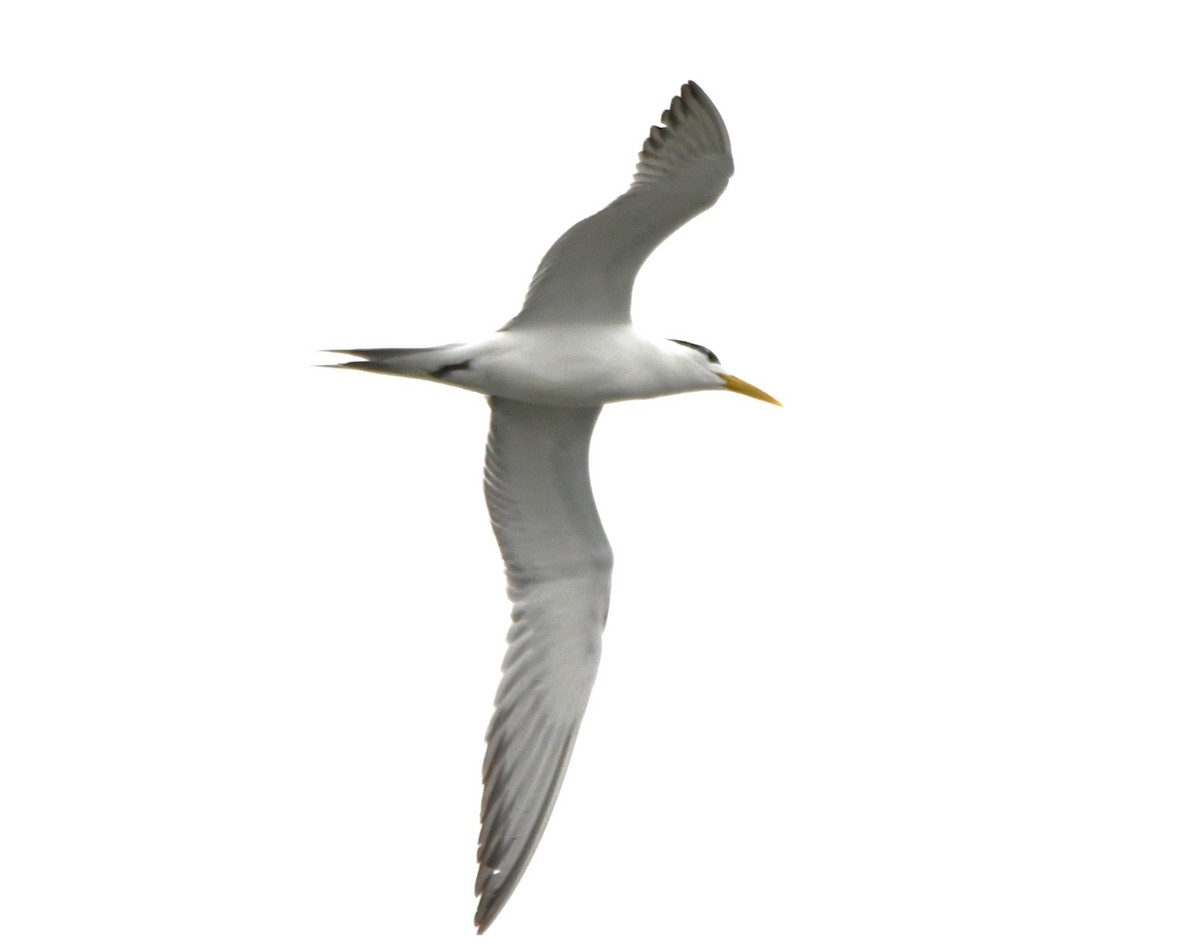 Great Crested Tern - ML641789074
