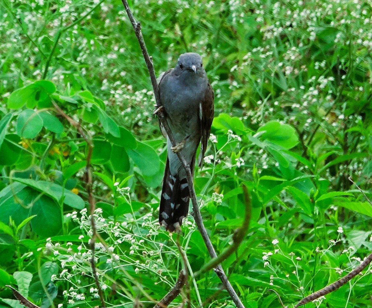 Gray-bellied Cuckoo - ML641789075