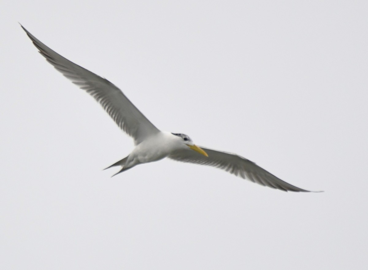 Great Crested Tern - ML641789076