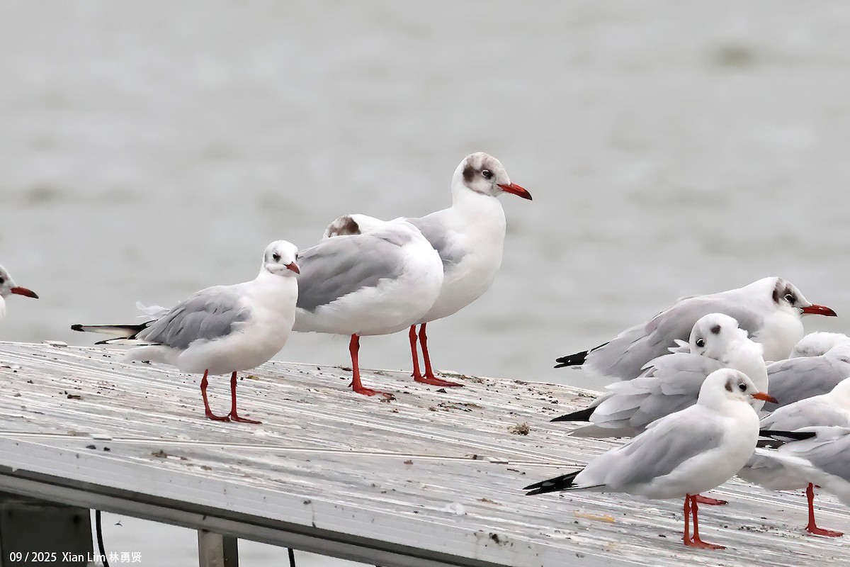 Brown-headed Gull - ML641789077