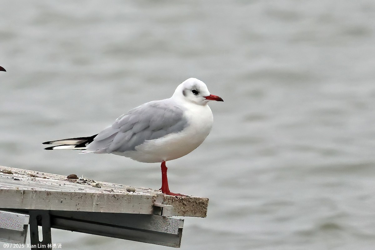 Antxeta mokogorria - ML641789081