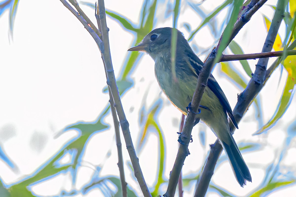 Least Flycatcher - ML641789089