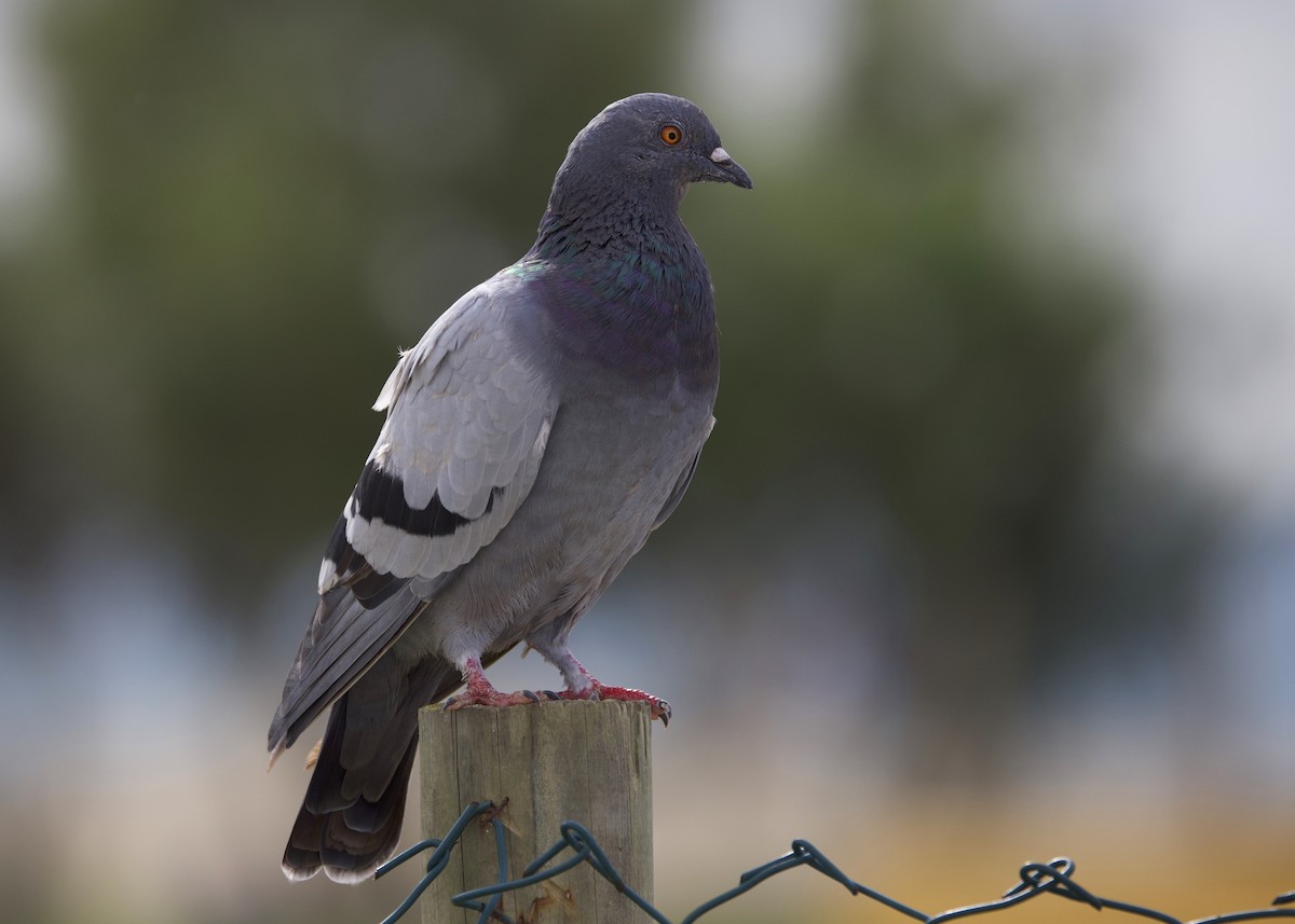 Pigeon biset - ML641789148