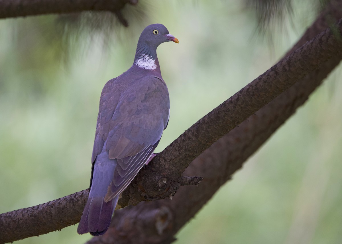 Pigeon ramier - ML641789155