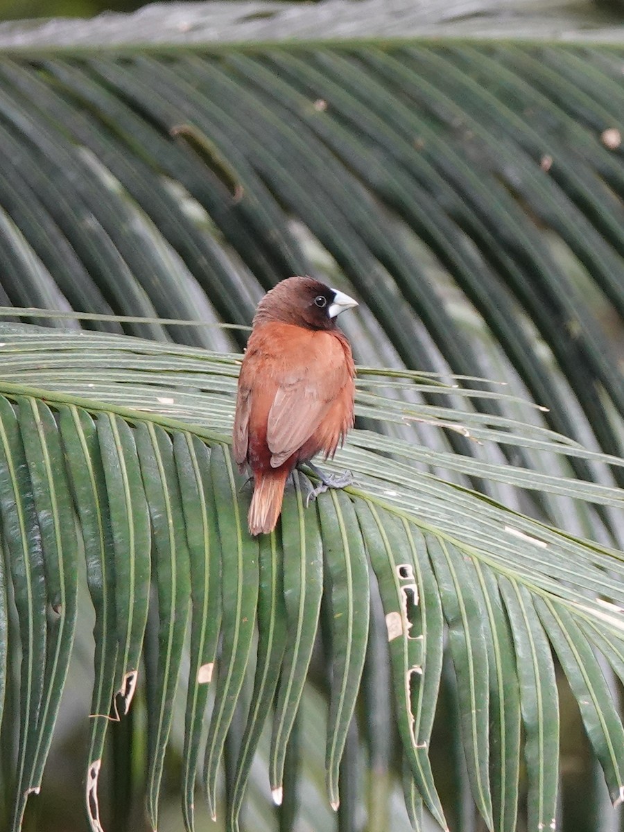 Chestnut Munia - ML641789162