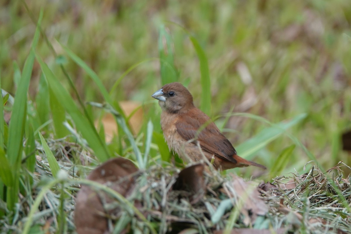 Chestnut Munia - ML641789164