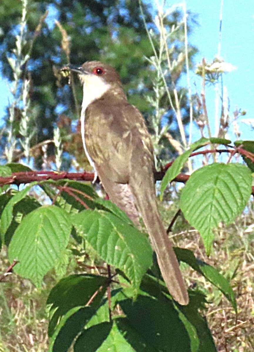 Black-billed Cuckoo - ML641789166