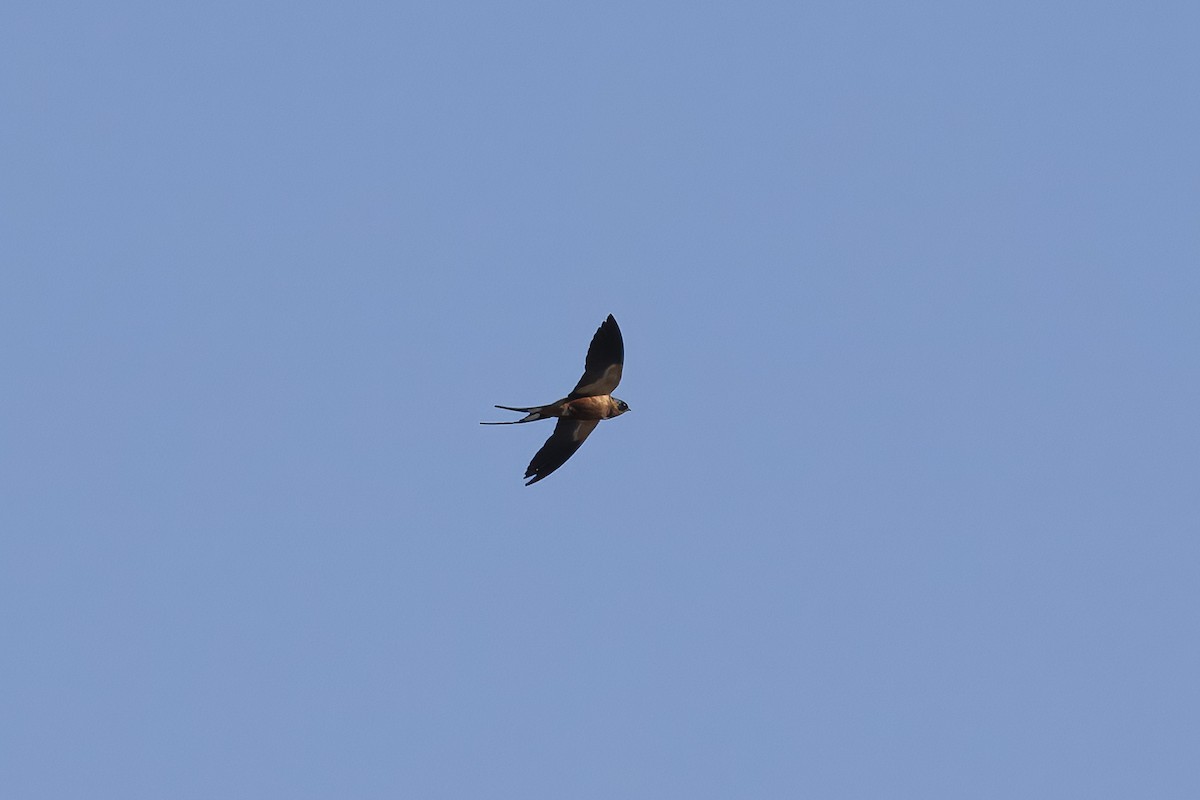 Hirondelle à ventre roux - ML641789171