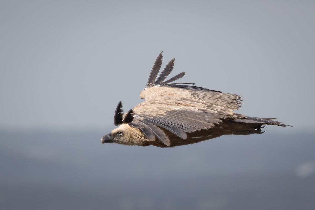 Vautour fauve - ML641789173