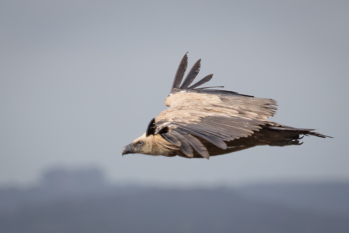 Vautour fauve - ML641789174