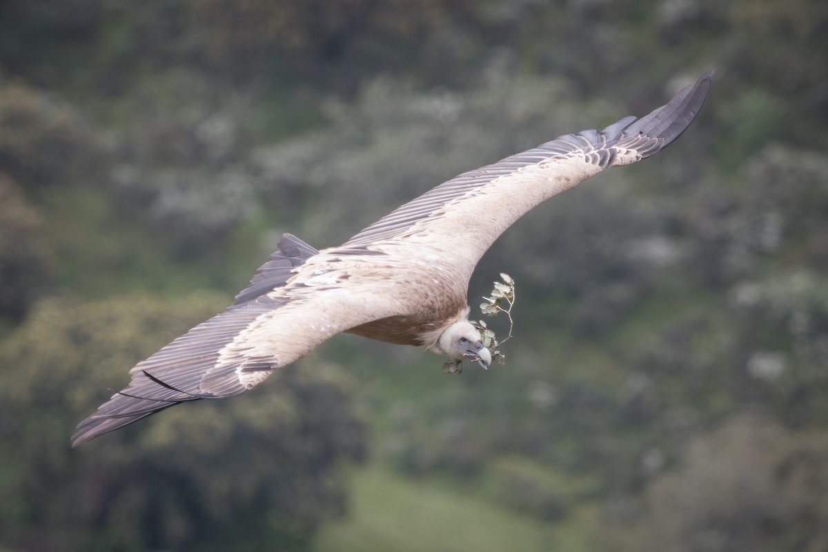 Vautour fauve - ML641789180