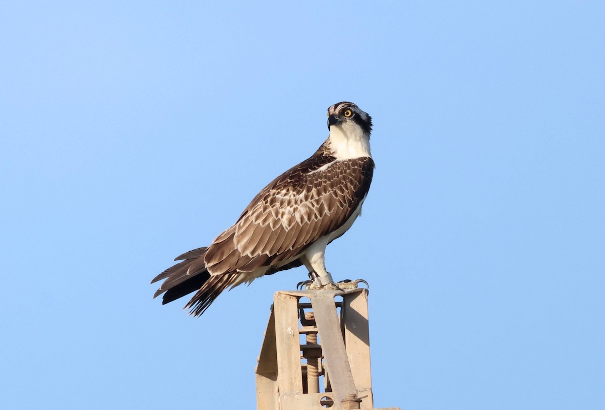 Balbuzard pêcheur - ML641789193