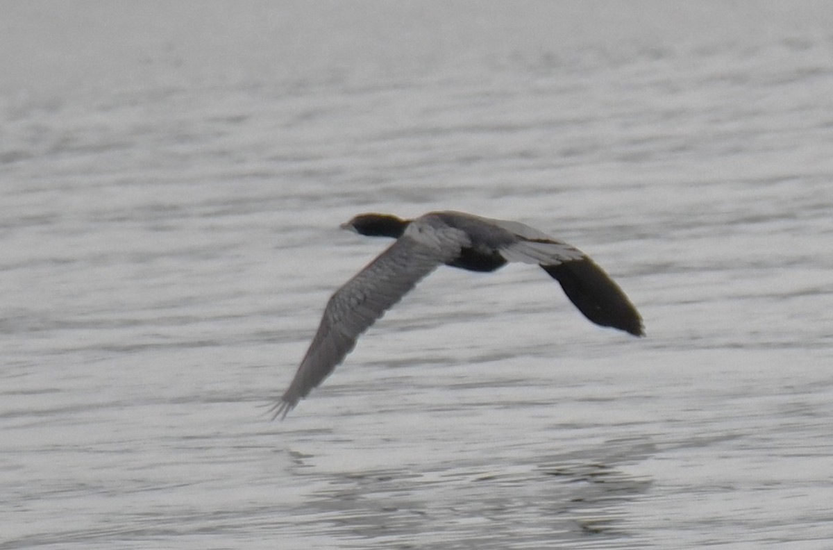 Cormoran de Vieillot - ML641789194