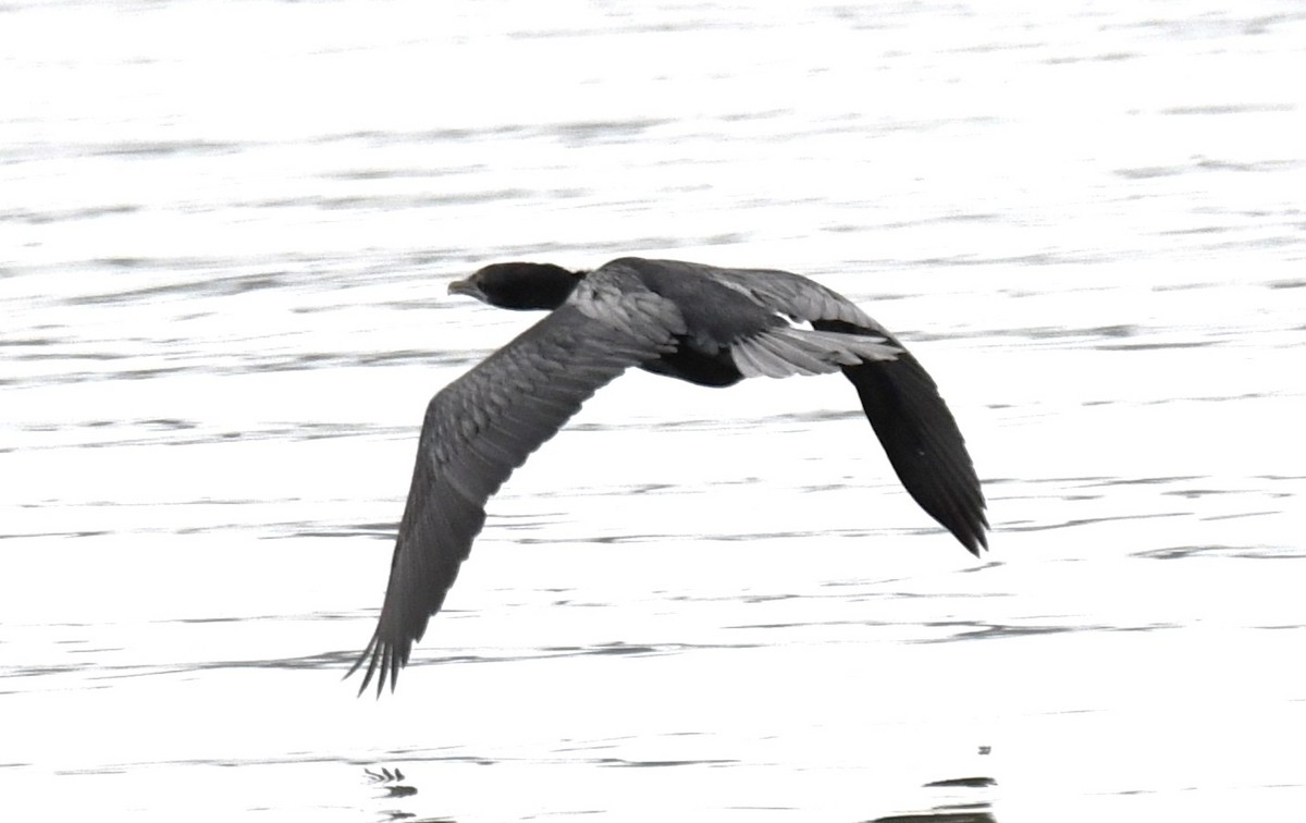 Cormoran de Vieillot - ML641789197