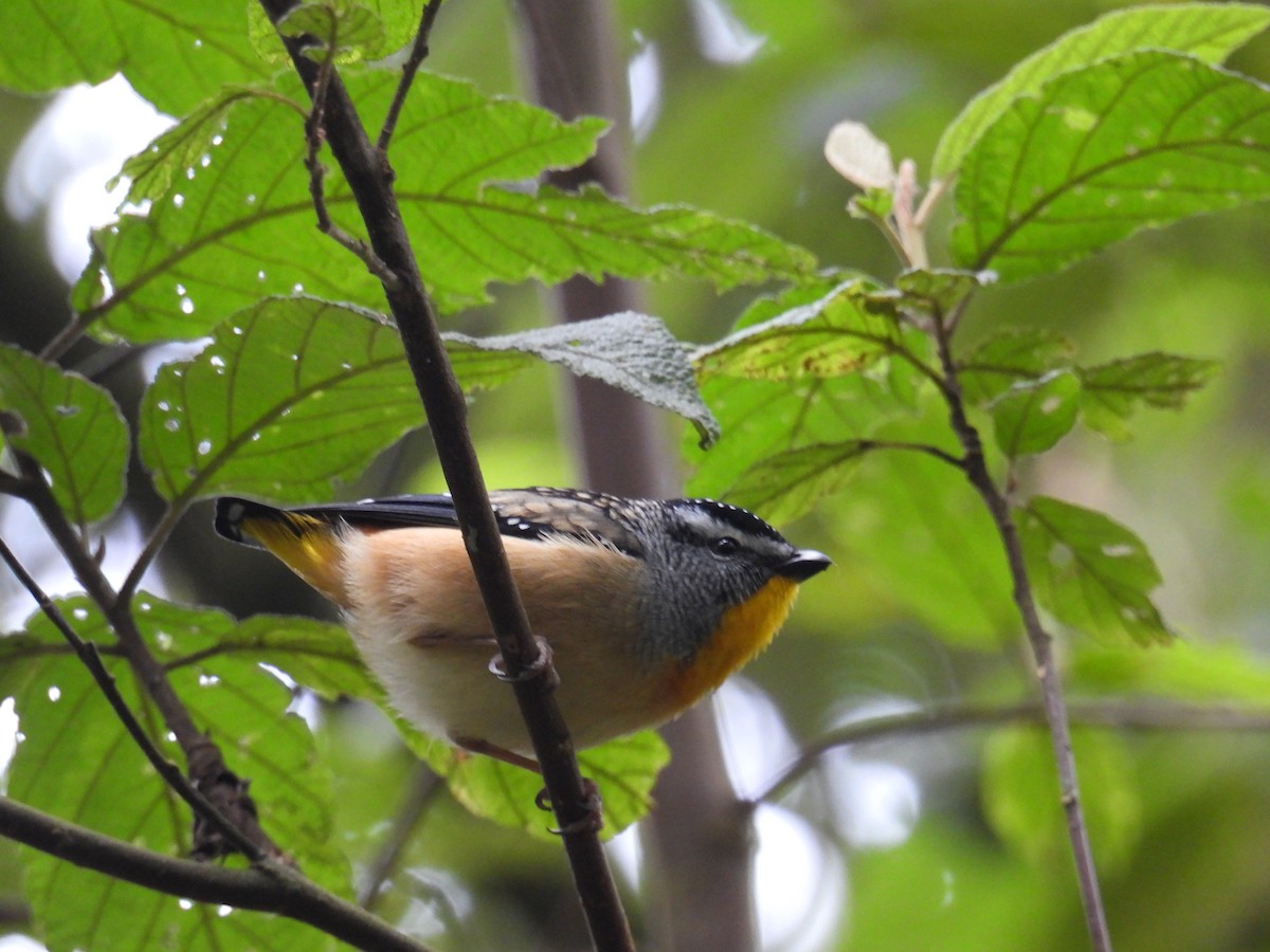 Pardalote pointillé - ML641789200