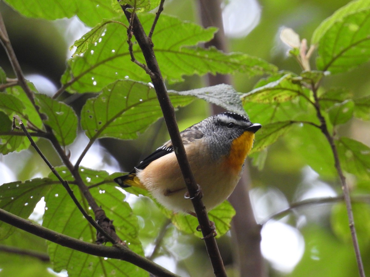 Pardalote pointillé - ML641789201