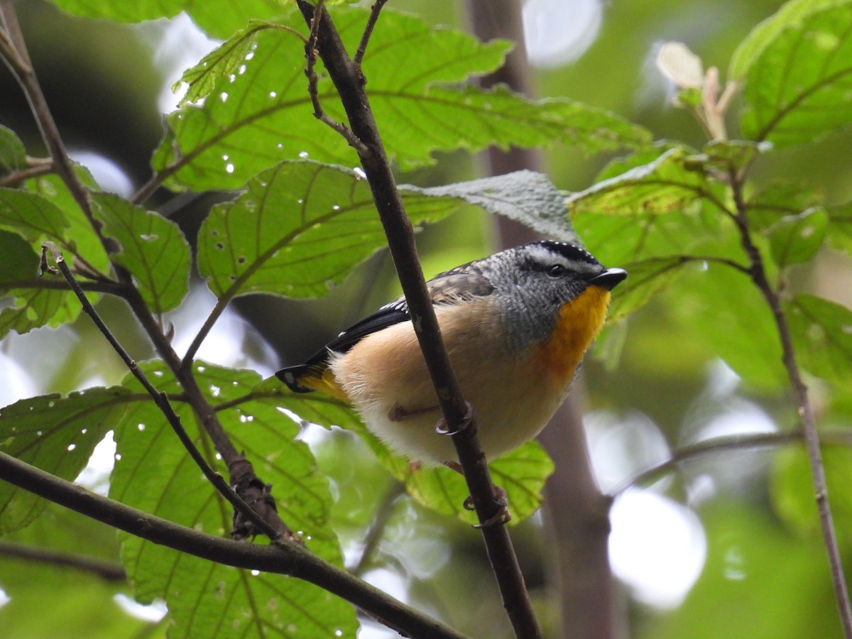 Pardalote pointillé - ML641789202