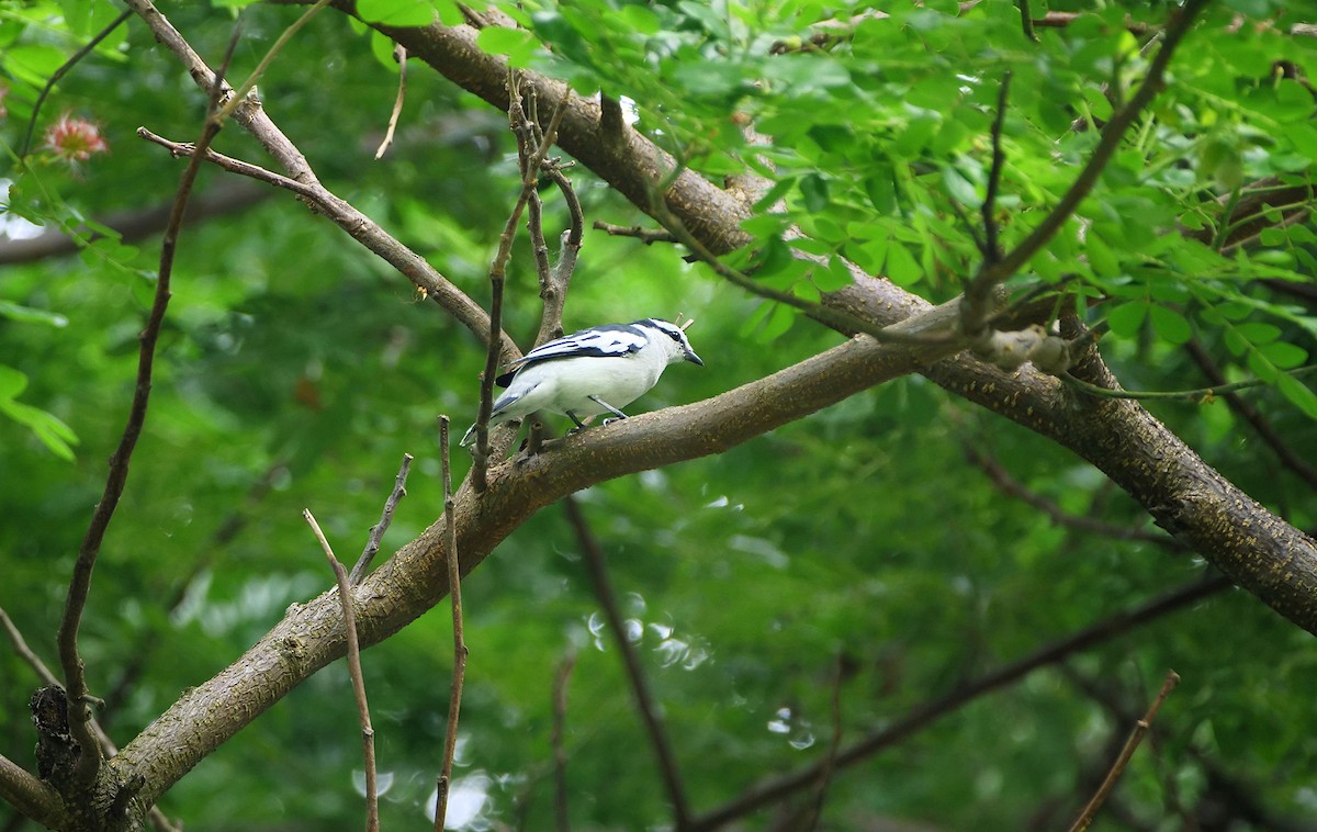 Pied Triller - ML641789226