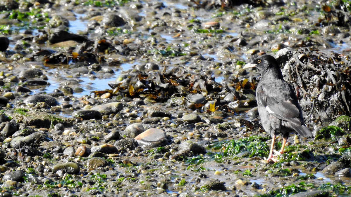 Crested Myna - ML641789249
