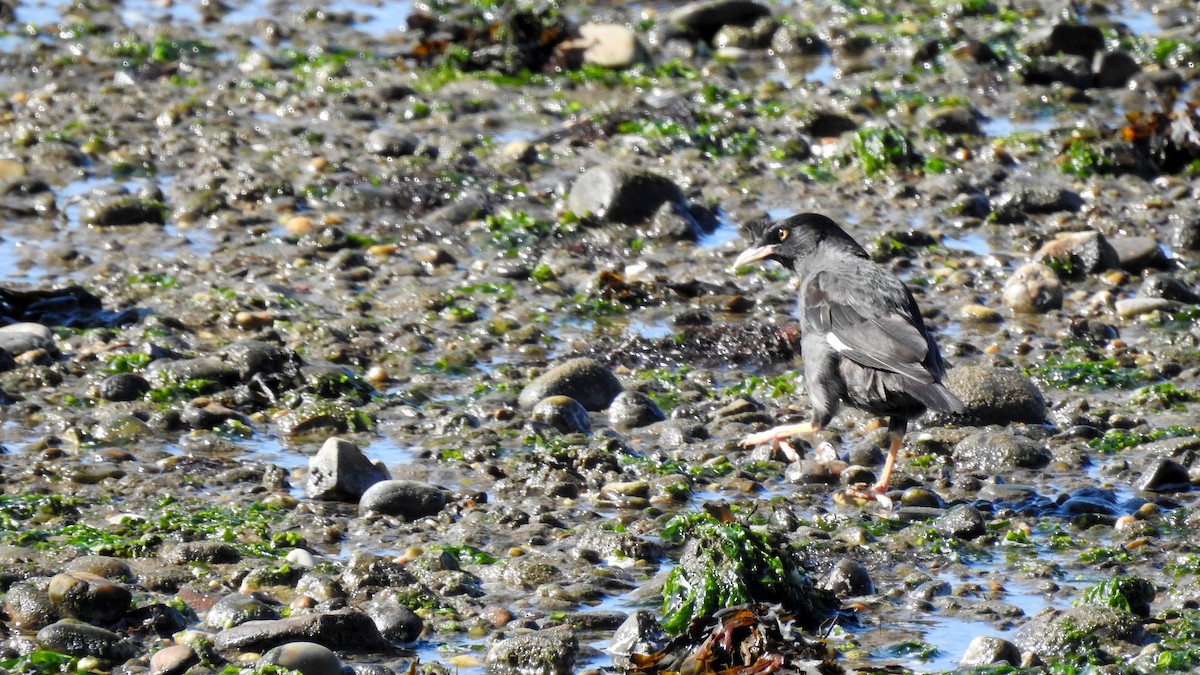Crested Myna - ML641789250