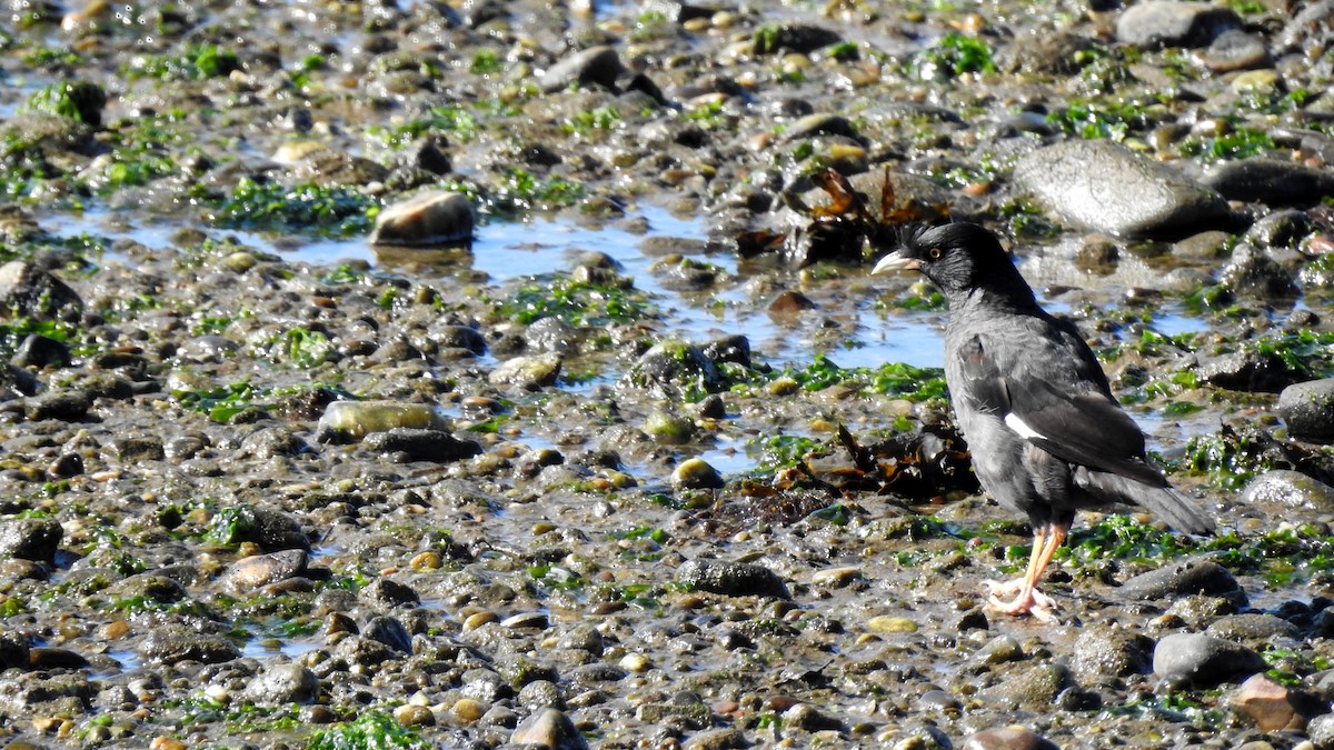 Crested Myna - ML641789251
