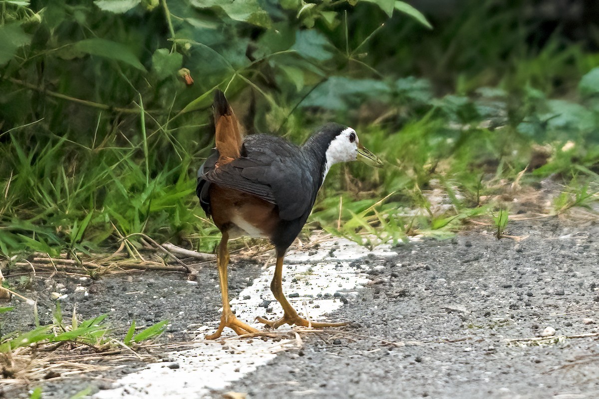 White-breasted Waterhen - ML641789309