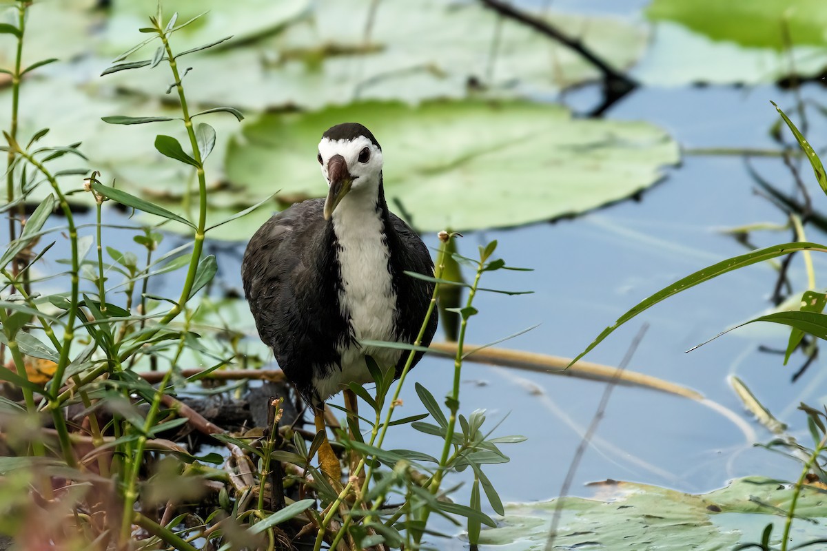 White-breasted Waterhen - ML641789310