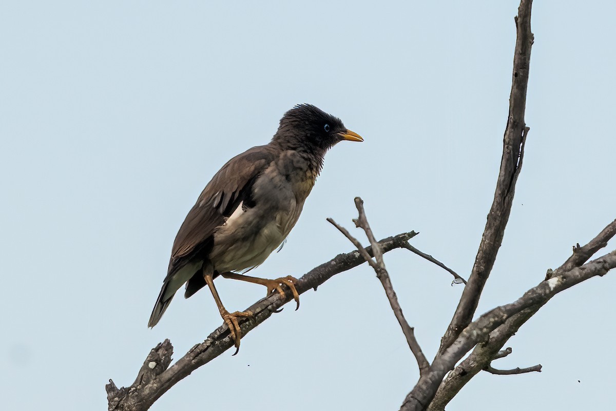 Jungle Myna - ML641789339