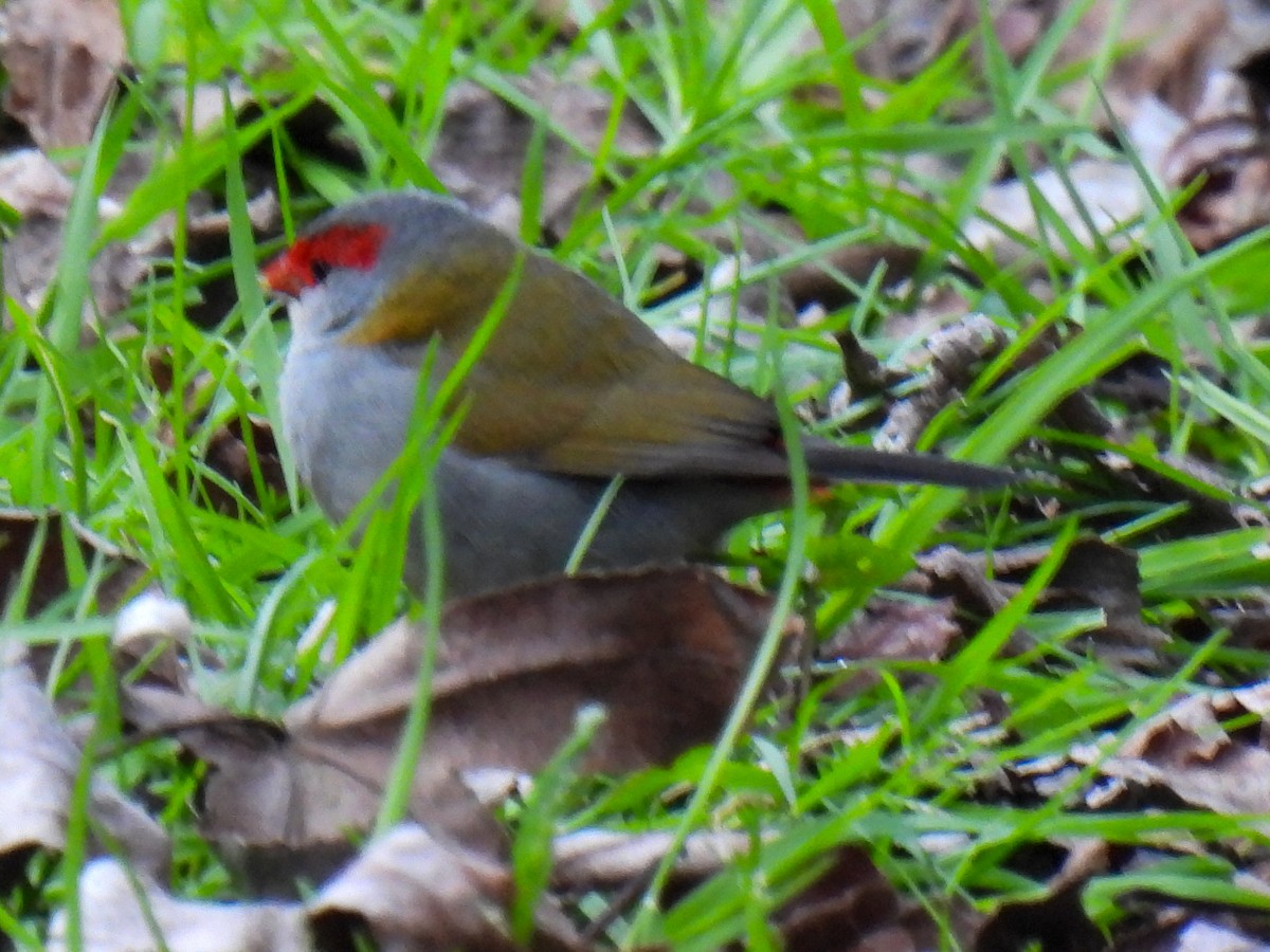 Red-browed Firetail - ML641789391