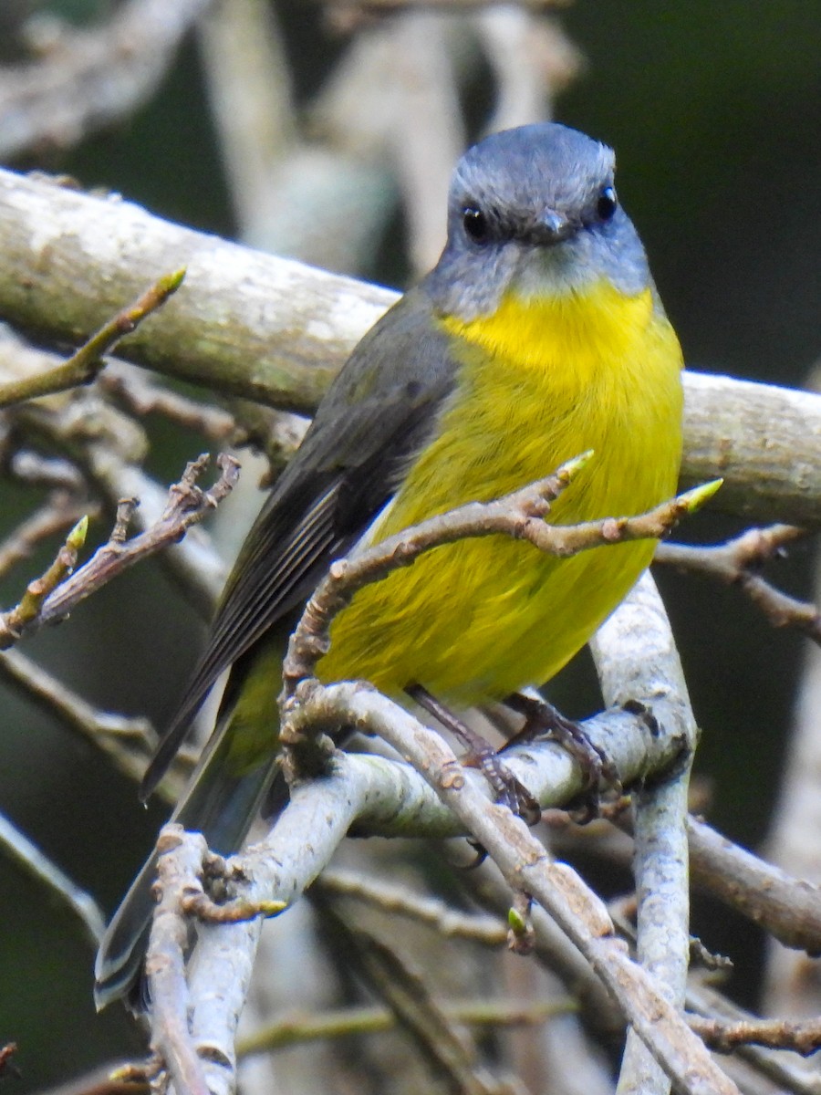 Eastern Yellow Robin - ML641789392