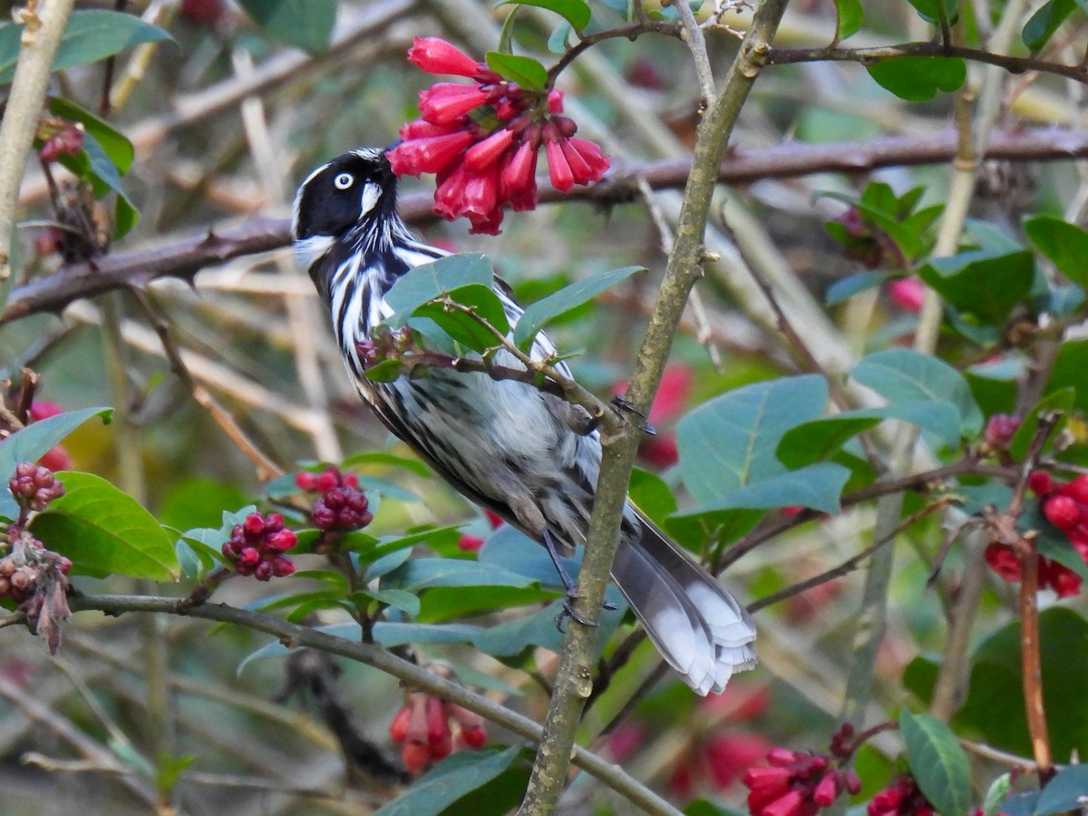 New Holland Honeyeater - ML641789396